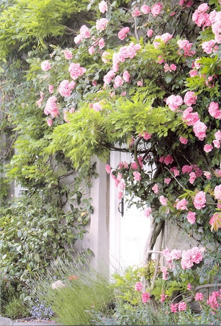 "Rosa roser og hvit hageport" EAN 5052738595797