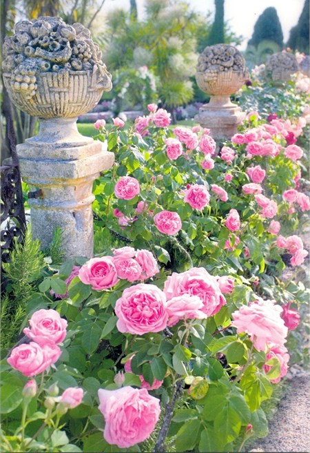 "Rosa roser og urner" EAN 5052738595797