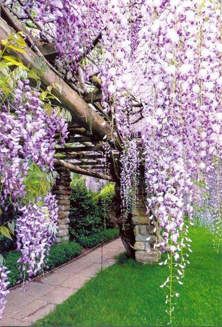 "Lys lilla hagebusk med portal" EAN 5052738595797